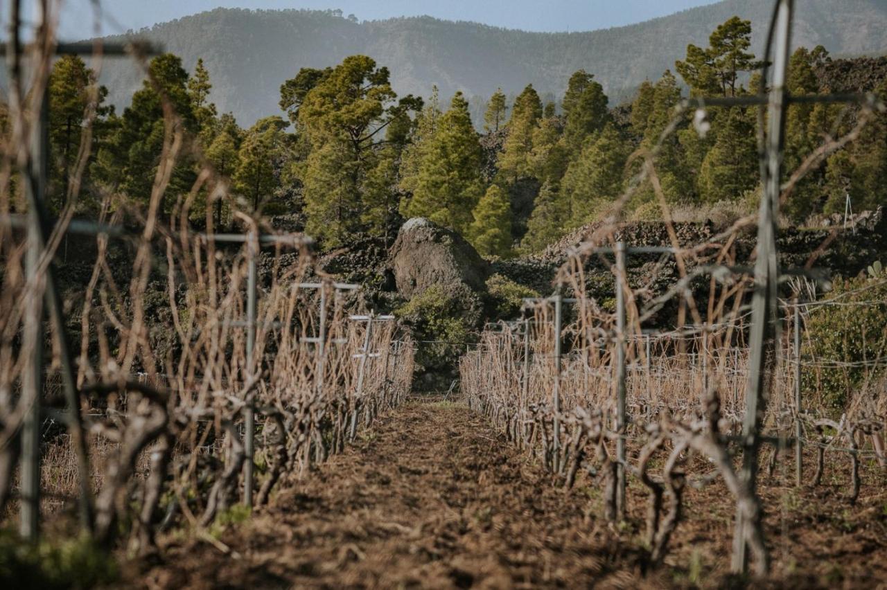 Finca Ecologica Ferrera. Alojamiento Rural. Arafo Ngoại thất bức ảnh